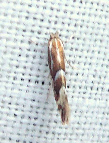 Phyllonorycter sp.